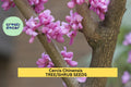 3pcs of 10seeds Cercis chinensis – Chinese Redbud Tree Seeds for Planting, Ornamental Flowering Tree with Pink Blossoms Seeds for Planting