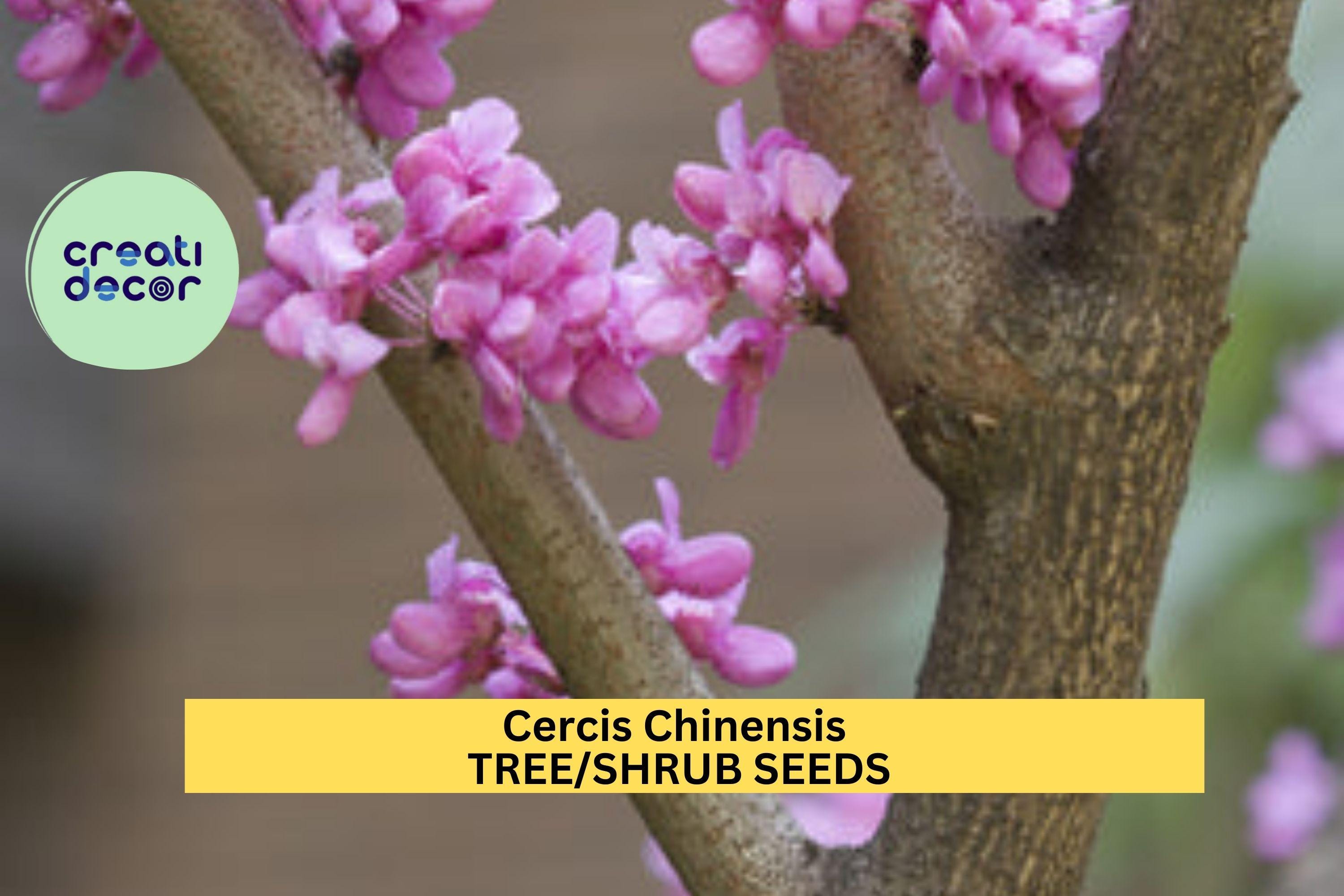 3pcs of 10seeds Cercis chinensis – Chinese Redbud Tree Seeds for Planting, Ornamental Flowering Tree with Pink Blossoms Seeds for Planting