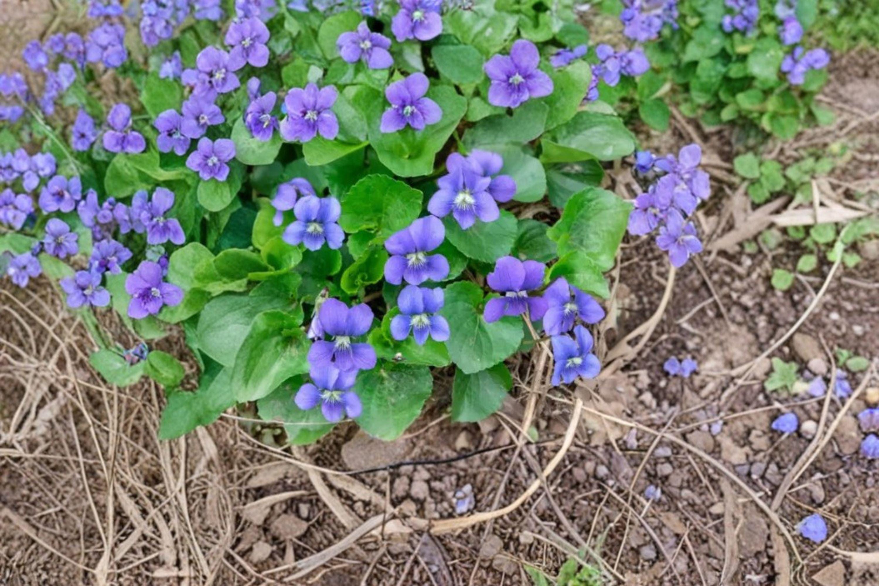 Common Blue Violet – Viola sororia Seeds | 25 Seeds | Native Wildflower | Edible Flower Ground Cover