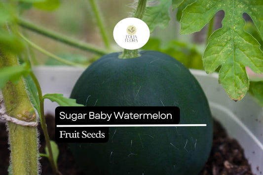 45pcs Sugar Baby Watermelon Seeds | Juicy & Sweet | Easy to Grow | Non-GMO