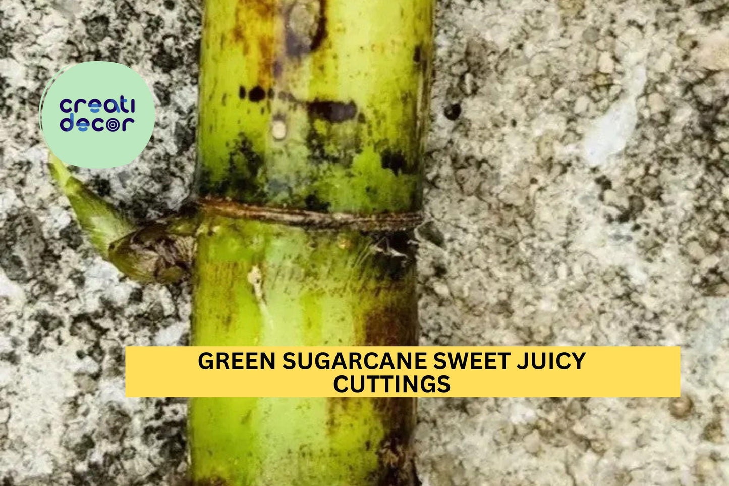 5 Green Sugarcane Cuttings | Fresh Sweet Juicy Stalks | Saccharum Officinarum Starter Plants | Ready to Grow | USA Seller