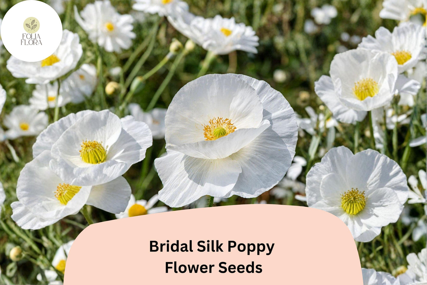 200+ Bridal Silk Poppy Seeds | Papaver rhoeas | White Elegant Blooms | Easy Annual Garden Flower Seeds