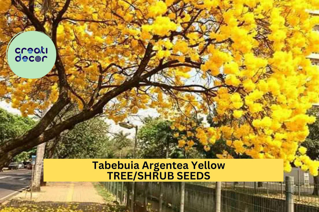 Tabebuia Argentea Seeds – Golden Trumpet Tree – Yellow Flowering Tree Seeds, Ornamental Tropical Tree, Fast-Growing Landscaping Plant