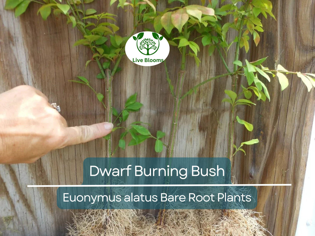 10 Dwarf Burning Bush Plants – Euonymus Alatus Bare Root Shrubs – Hardy Compact Ornamental with Brilliant Fall Color