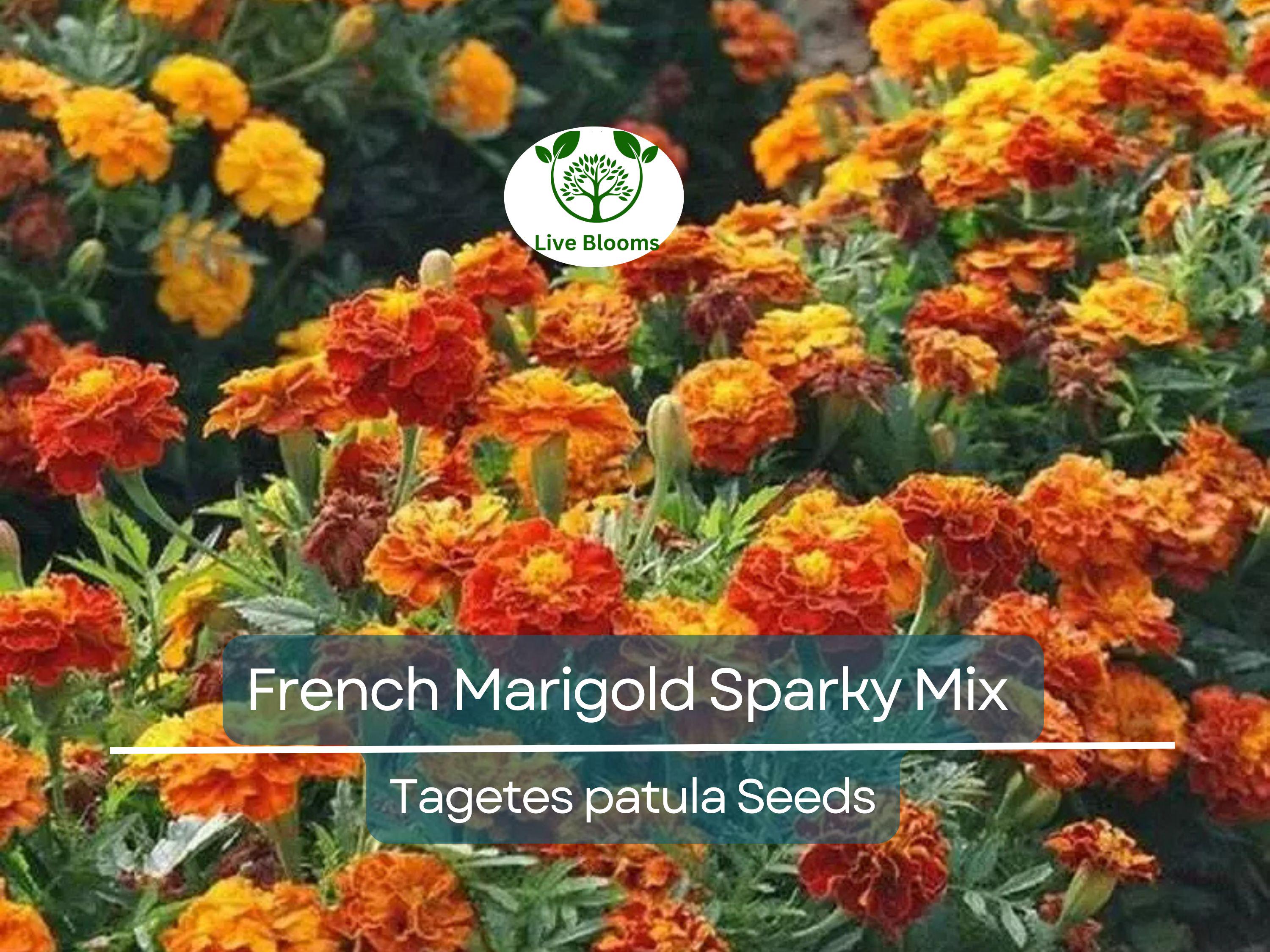 300 French Marigold Seeds – Sparky Mix Tagetes patula, Red Orange Yellow Dwarf Blooms, Non-GMO, Beneficial Garden Flowers