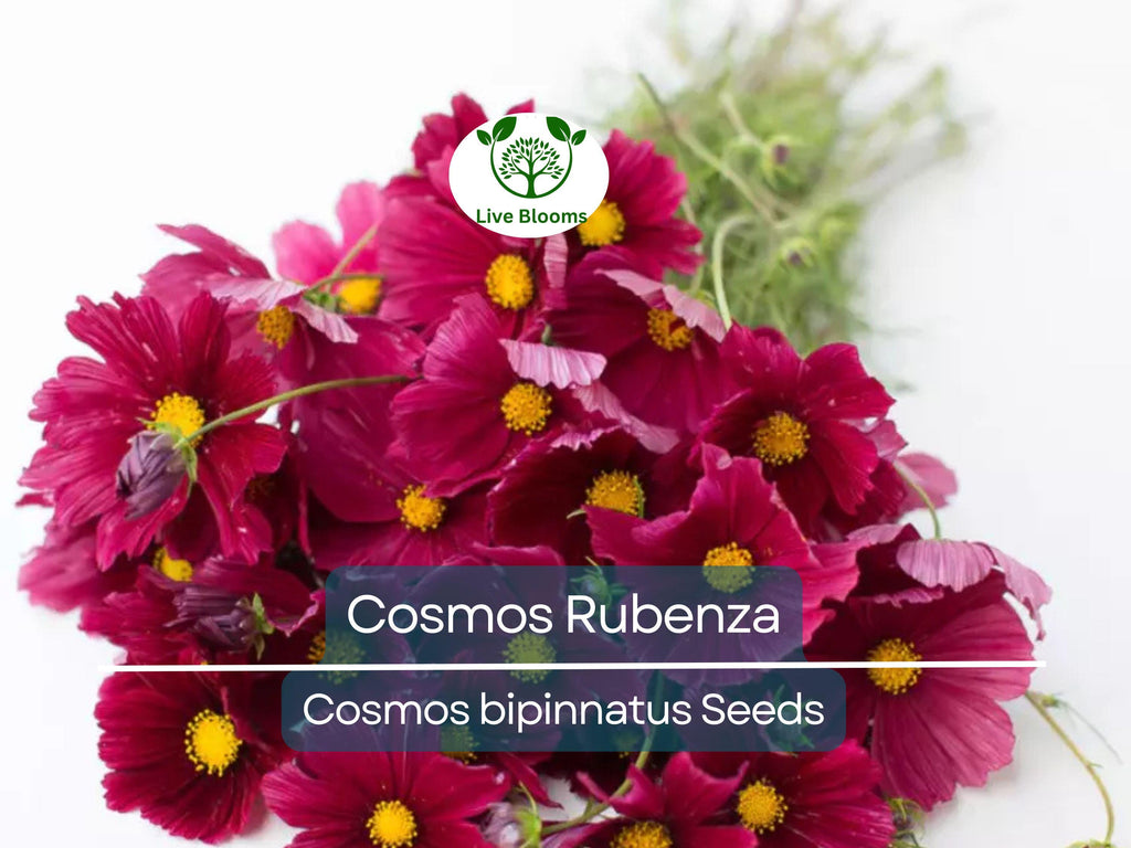 40 Seeds Cosmos ‘Rubenza’ – Dwarf Ruby Red Blooms – Cosmos bipinnatus – Non-GMO Annual for Pollinators, Butterflies, Easy Gardens