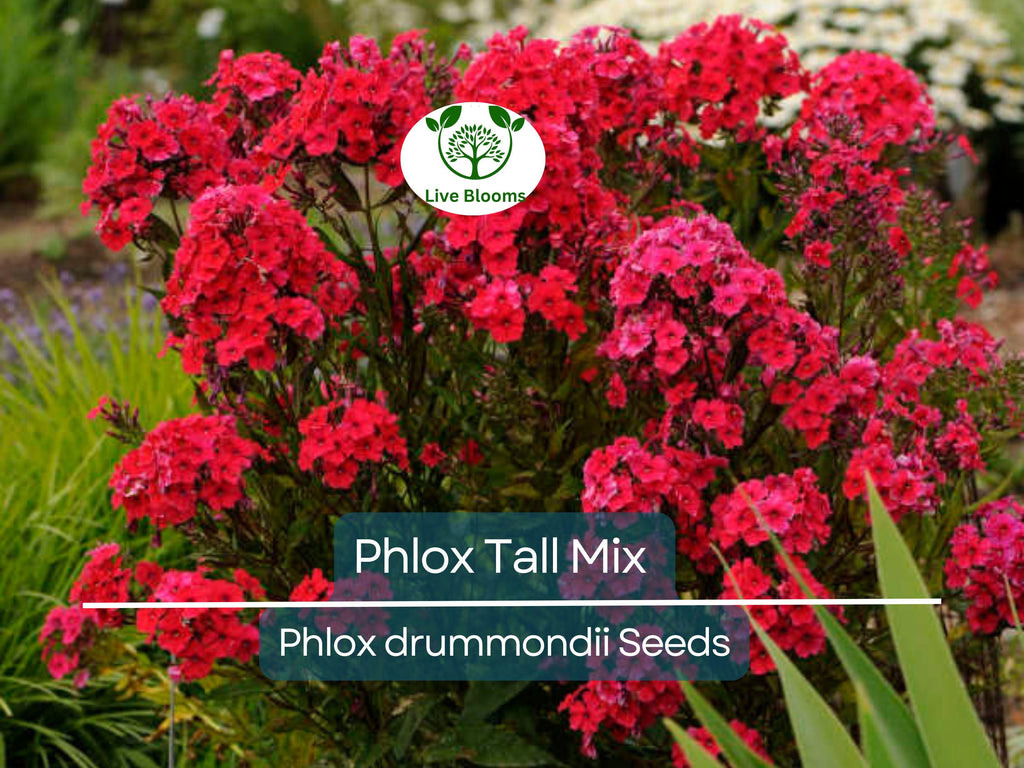 500 Seeds Phlox Tall Mix, Pink, White, Red Flowers, 18" Tall, Spring Blooms, Heirloom, Non-GMO, Perennial, Vibrant Garden Flowers