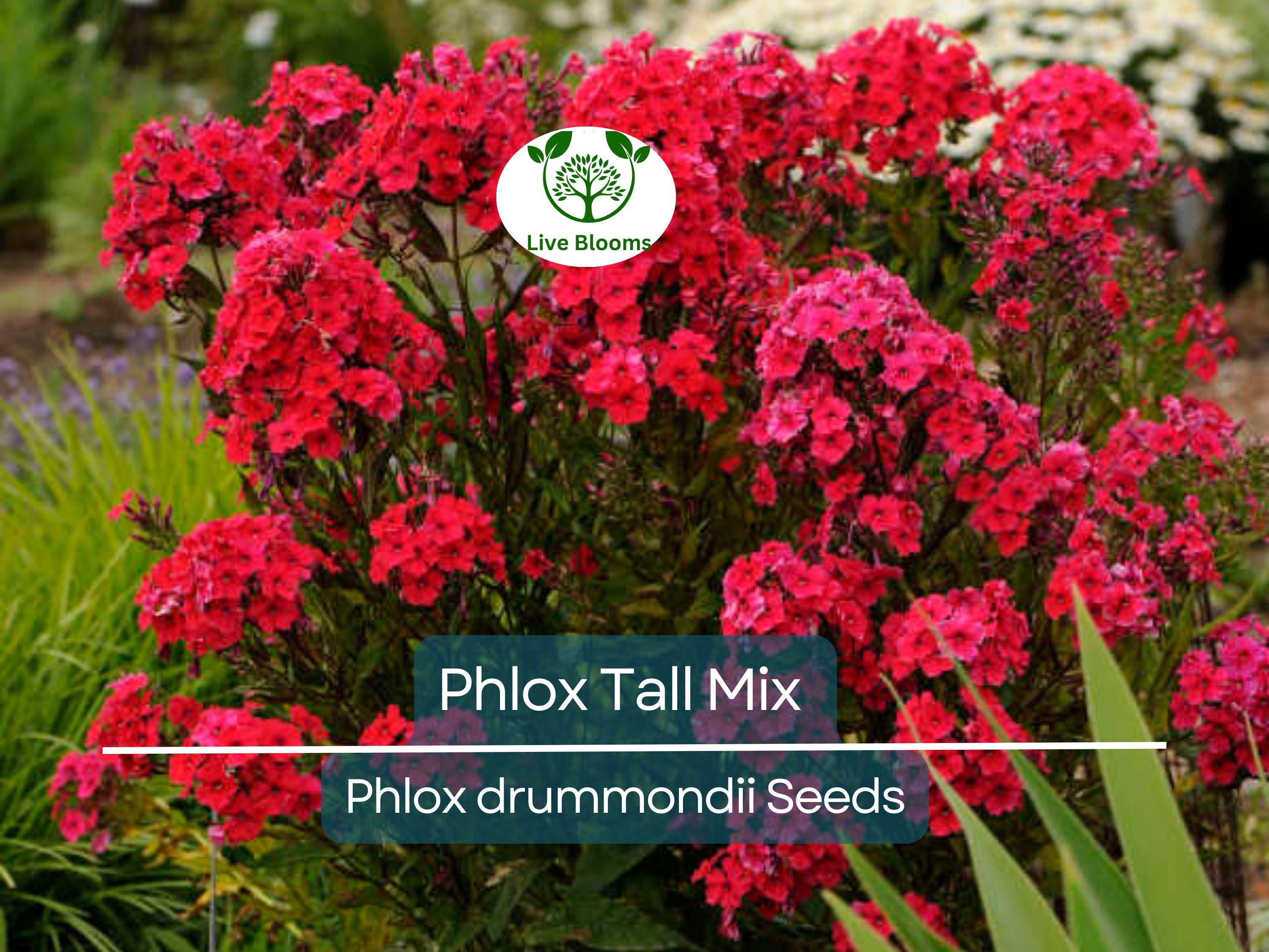 500 Seeds Phlox Tall Mix, Pink, White, Red Flowers, 18" Tall, Spring Blooms, Heirloom, Non-GMO, Perennial, Vibrant Garden Flowers