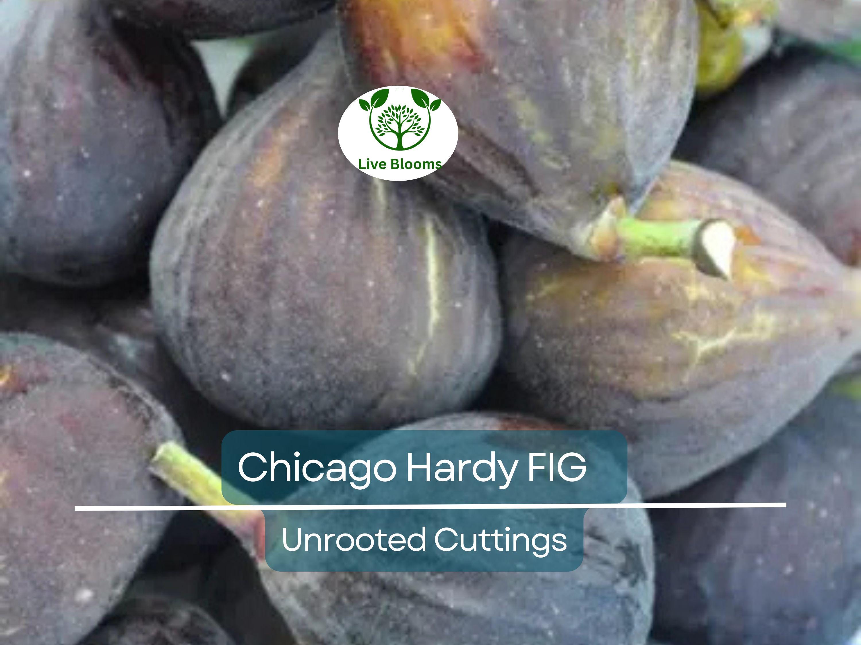 4 Chicago Hardy Fig Unrooted Cuttings/Scions 6" or Longer with 3+ Nodes - Freshly Cut, Ficus Carica, Perfect for Propagation & Planting