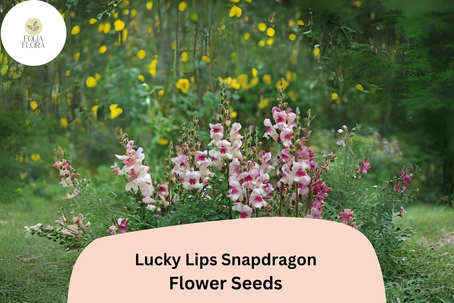 Antirrhinum majus Lucky Lips Snapdragon Seeds – 1000+ Unique Bi-Color Blooms for Garden & Cut Flowers