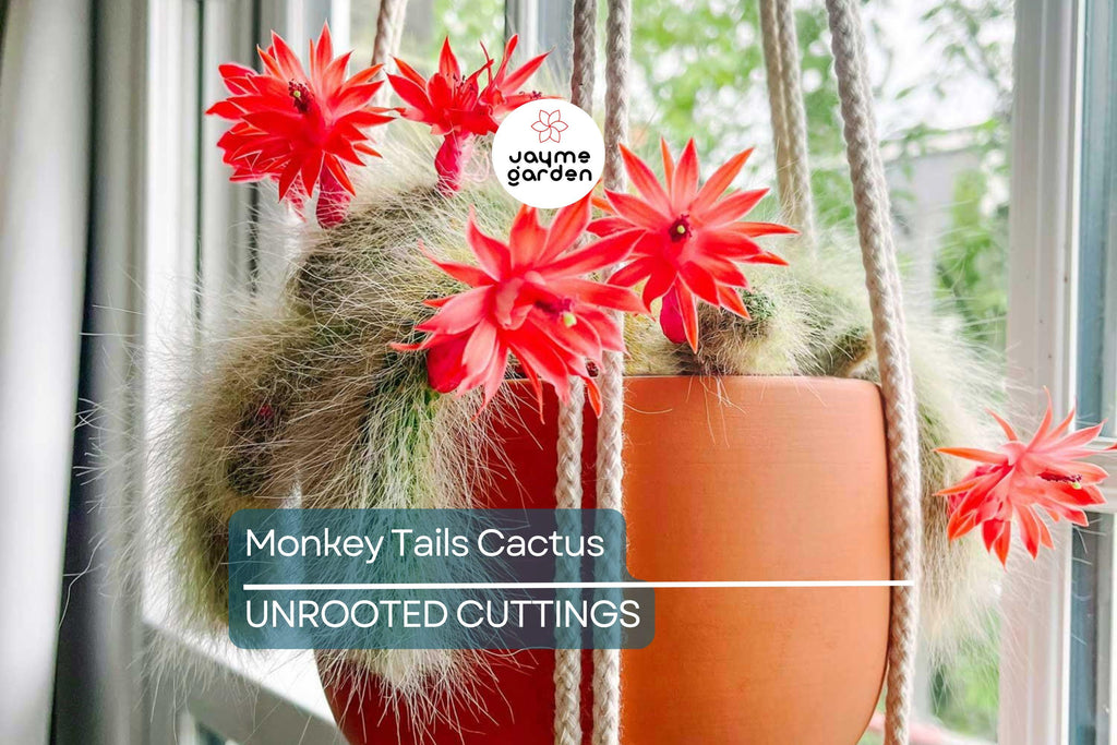 Monkey Tails Cactus 5” Top Cutting – Unique and Rare Cactus for Your Collection