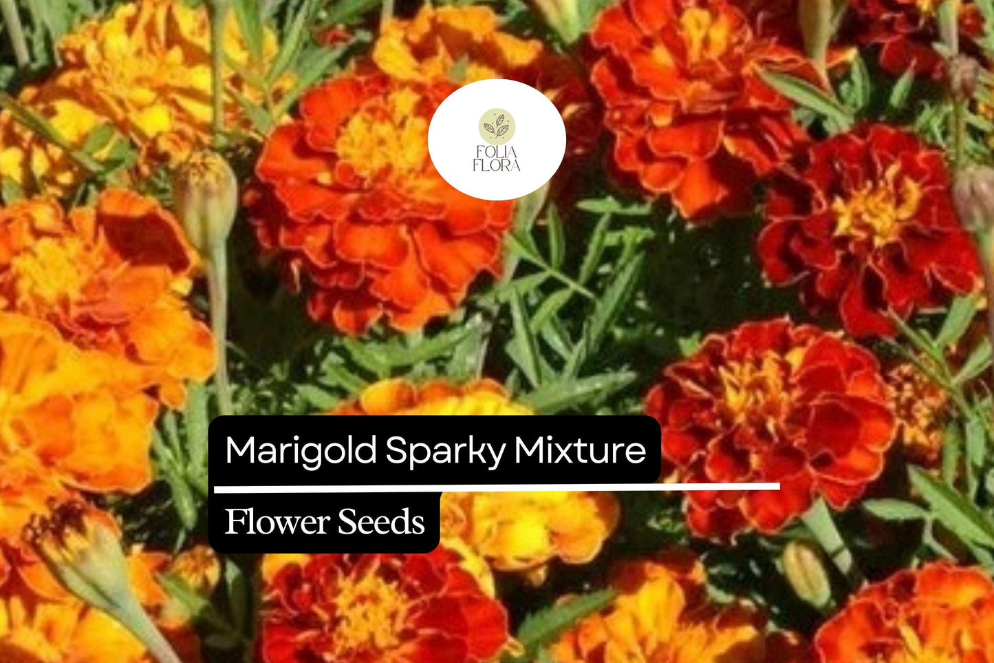 Sparky Mixture Marigold, Tagetes Patula, Vibrant French Marigold Blend for Gardens and Borders