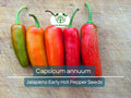 30 Seeds Jalapeno Early Hot Pepper – Capsicum annuum | Heirloom Jalapeno Seeds for Planting, Gardening & Fresh Spicy Harvests