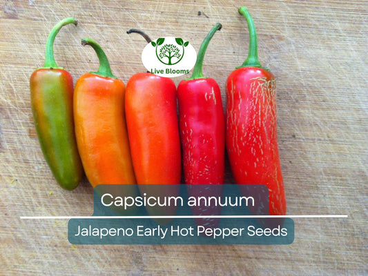 30 Seeds Jalapeno Early Hot Pepper – Capsicum annuum | Heirloom Jalapeno Seeds for Planting, Gardening & Fresh Spicy Harvests