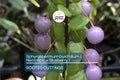 Neotropical Blueberry Sphyrospermum buxifolium Rooted Cuttings, Rare Tropical, Cool-Moderate Temp, Bright Shade, Moisture-Loving