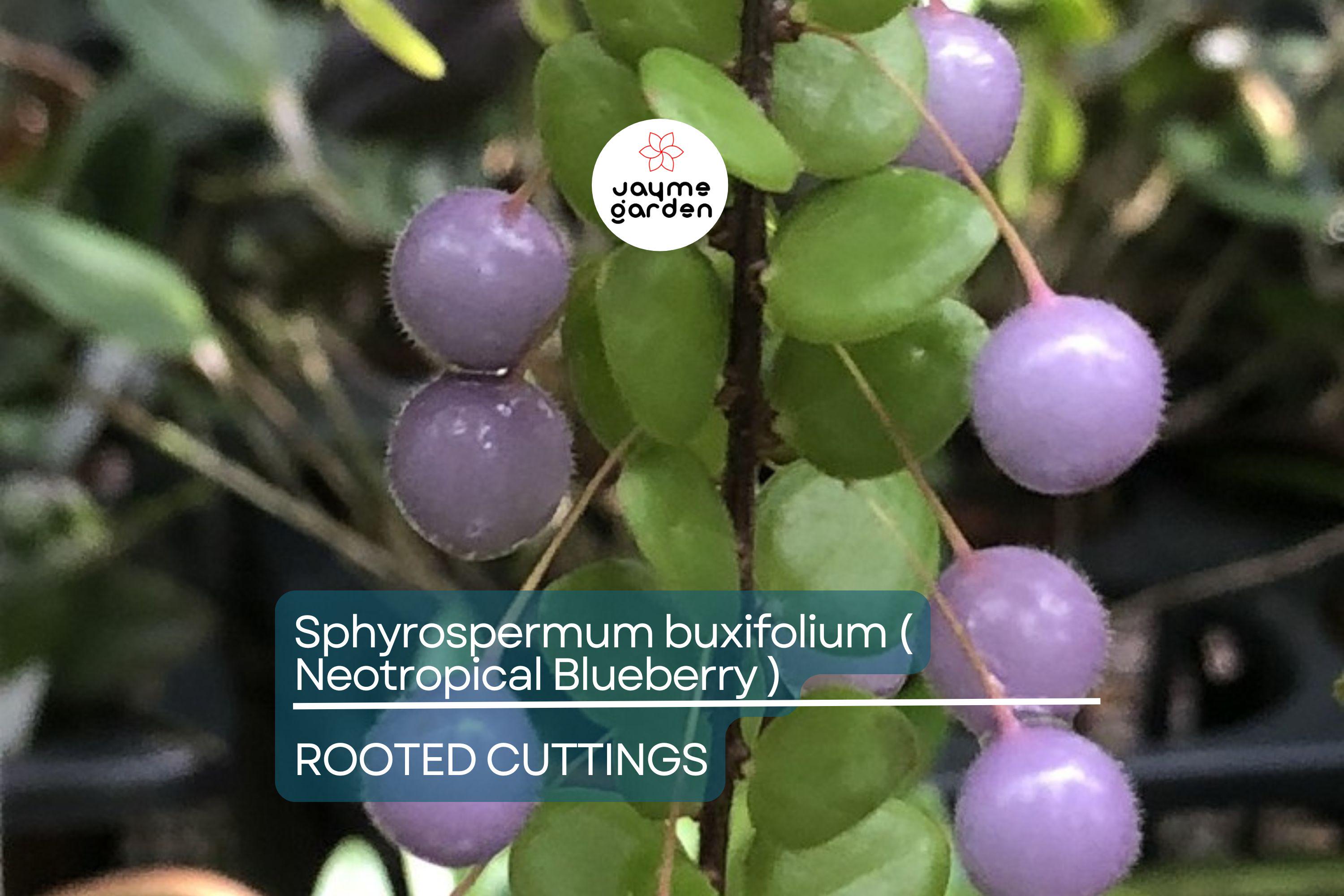 Neotropical Blueberry Sphyrospermum buxifolium Rooted Cuttings, Rare Tropical, Cool-Moderate Temp, Bright Shade, Moisture-Loving