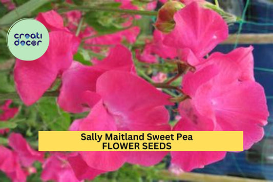 50+ Sally Maitland Sweet Pea Seeds – Soft Blush-Pink Fragrant Blooms for Garden Planting, Climbing Vines for Trellises – USA