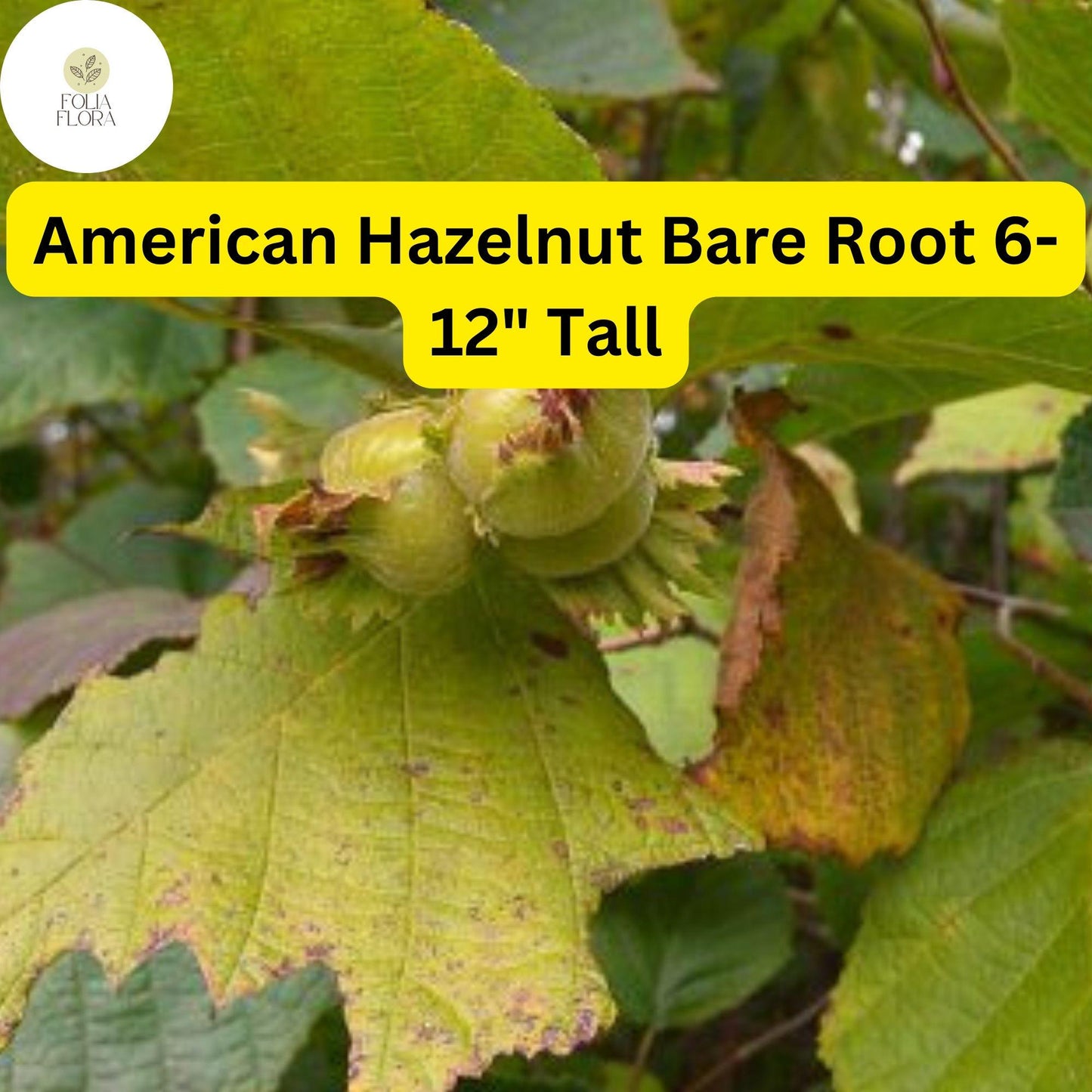 2 Bare Root American Hazelnut Trees, 6-12" Tall, Live Trees, Ready to Plant