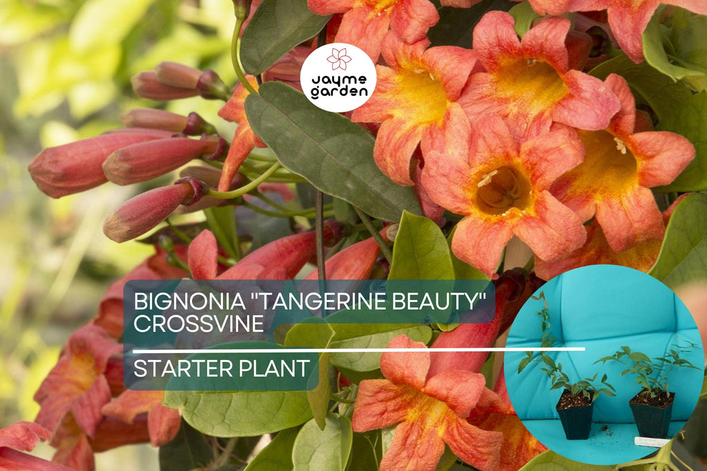 1 Tangerine Beauty Crossvine | Bignonia Rooted Starter Plant | Butterfly Magnet | Vibrant Orange Blooms | Fast-Growing Climber