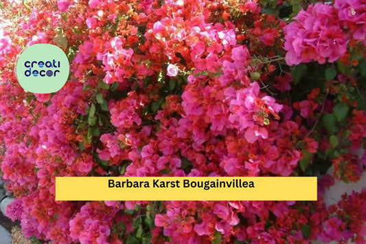 Barbara Karst Bougainvillea Bare Root Starter Plant – Vibrant Red-Pink Blooms – Fast-Growing Tropical Flower Vine