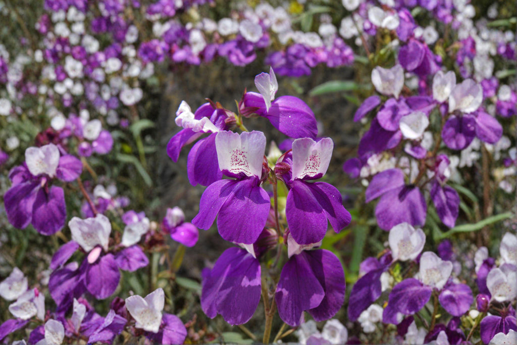 Chinese Houses – Collinsia heterophylla Seeds | 100 Seeds | Unique Purple & White Wildflower