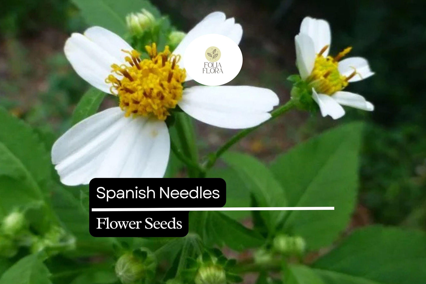 Spanish Needles Seeds (Bidens alba) | 25 Seeds | Pollinator Magnet with White Daisylike Flowers | Edible, Easy to Grow & Drought-Tolerant
