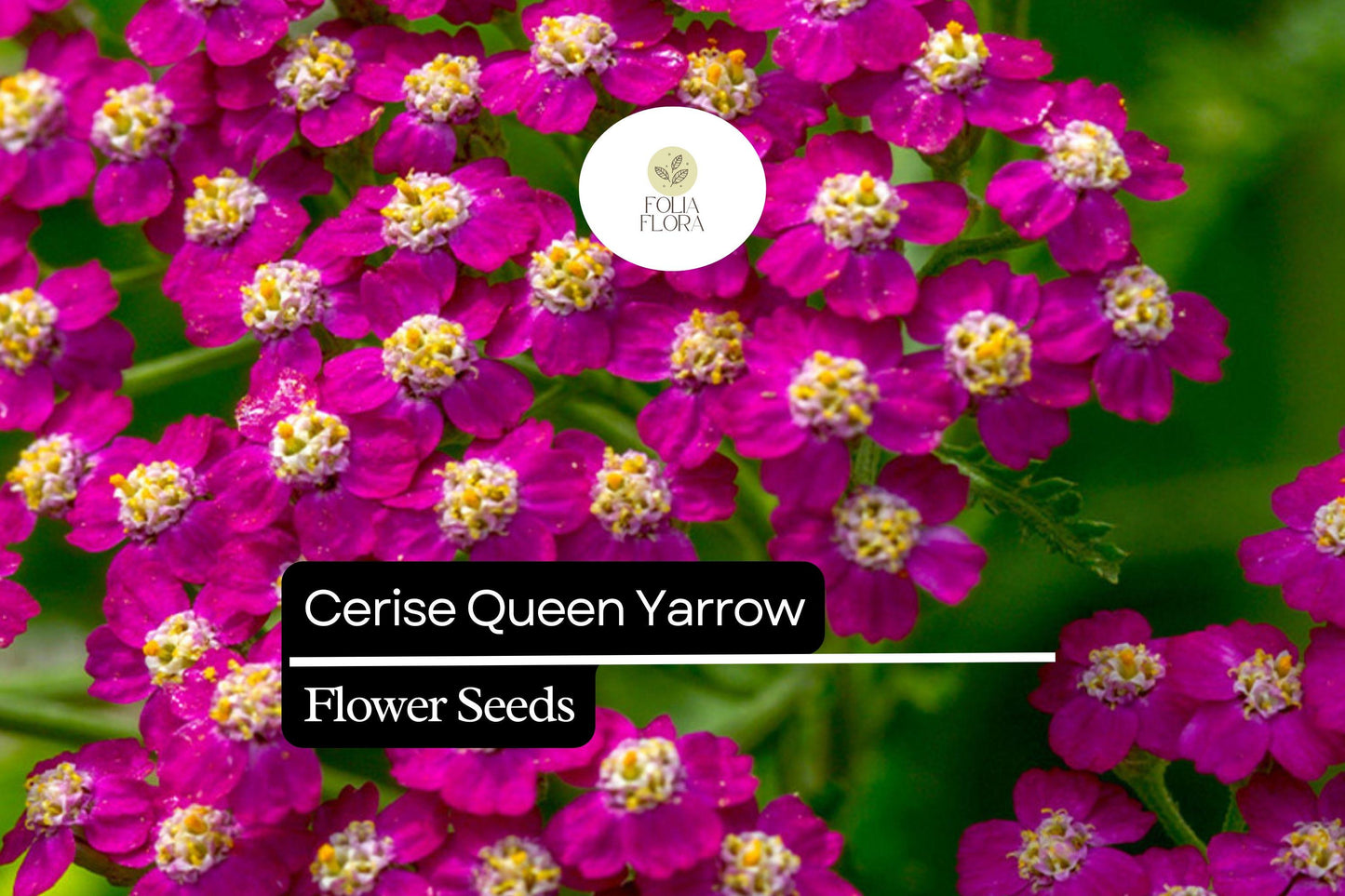 Cerise Queen Yarrow - Achillea Millefolium - Vibrant Pink Blooms for Pollinator Gardens and Drought-Tolerant Landscaping