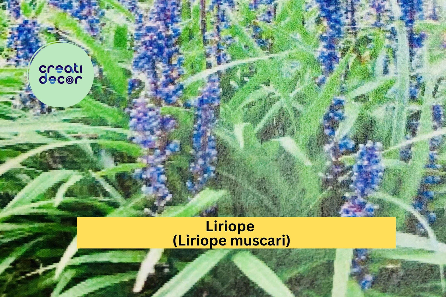 Liriope (Liriope muscari) – 15 Rooted Starter Plugs – “Monkey Grass” Lilyturf Groundcover for Borders & Landscaping