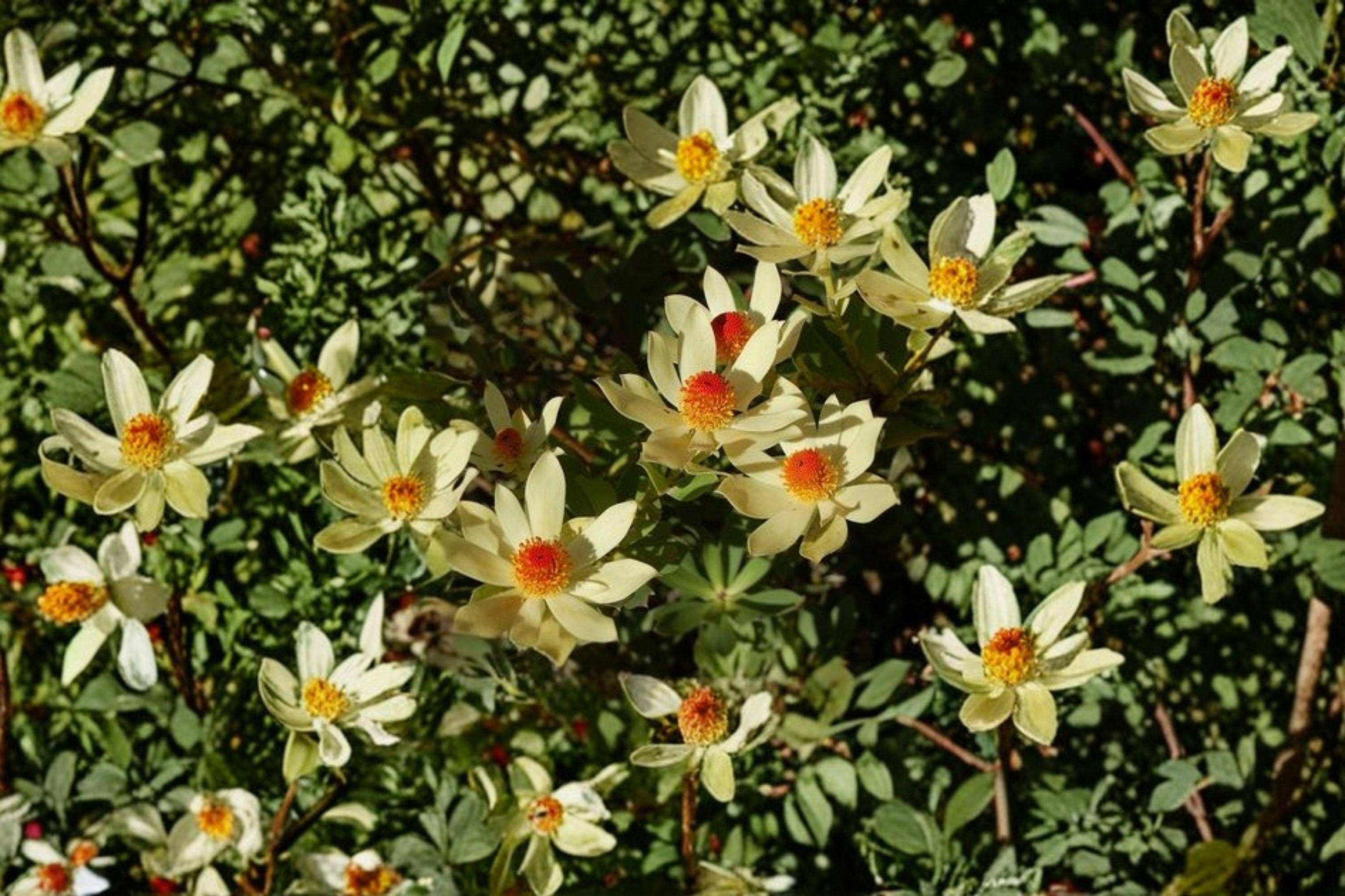 Leucadendron Tinctum Seeds – Rare South African Silvery Shrub (3 Seeds)