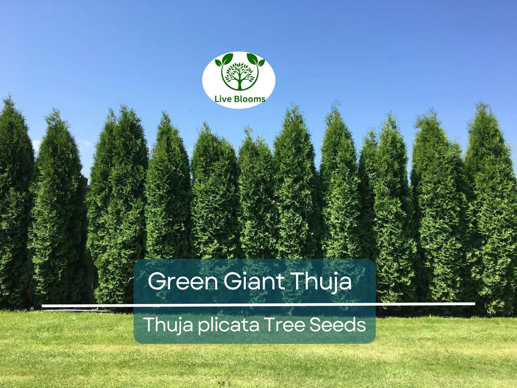 30 Green Giant Thuja Seeds (Thuja plicata) | Arborvitae Cedar Tree | Fast-Growing, Privacy Hedge, Evergreen Tree for Landscaping