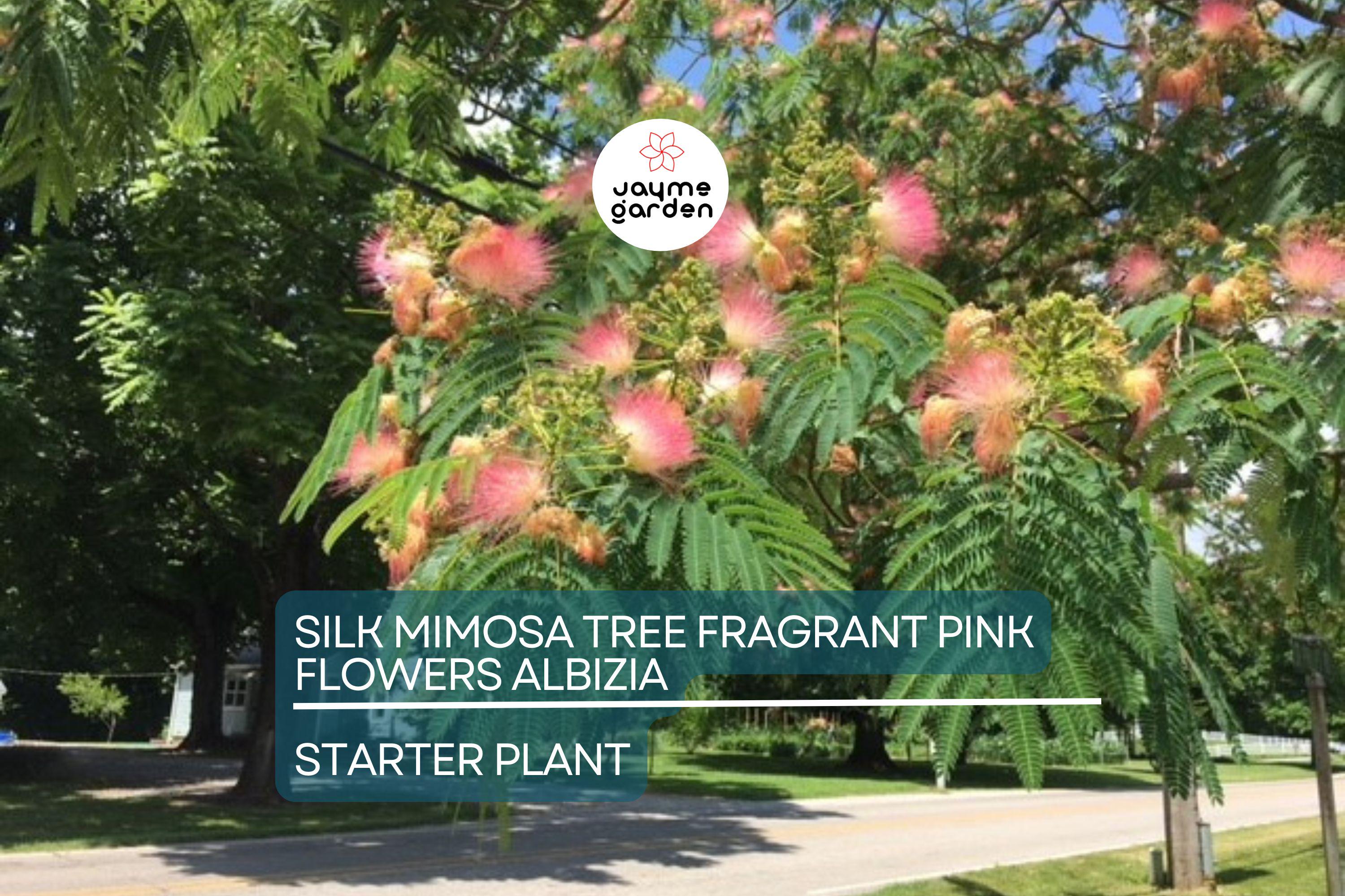 2 Pink Silk Mimosa Trees Fragrant Powder Puff Flowers | 6" Seedlings | Attracts Butterflies & Hummingbirds | Dormant Winter Shipping