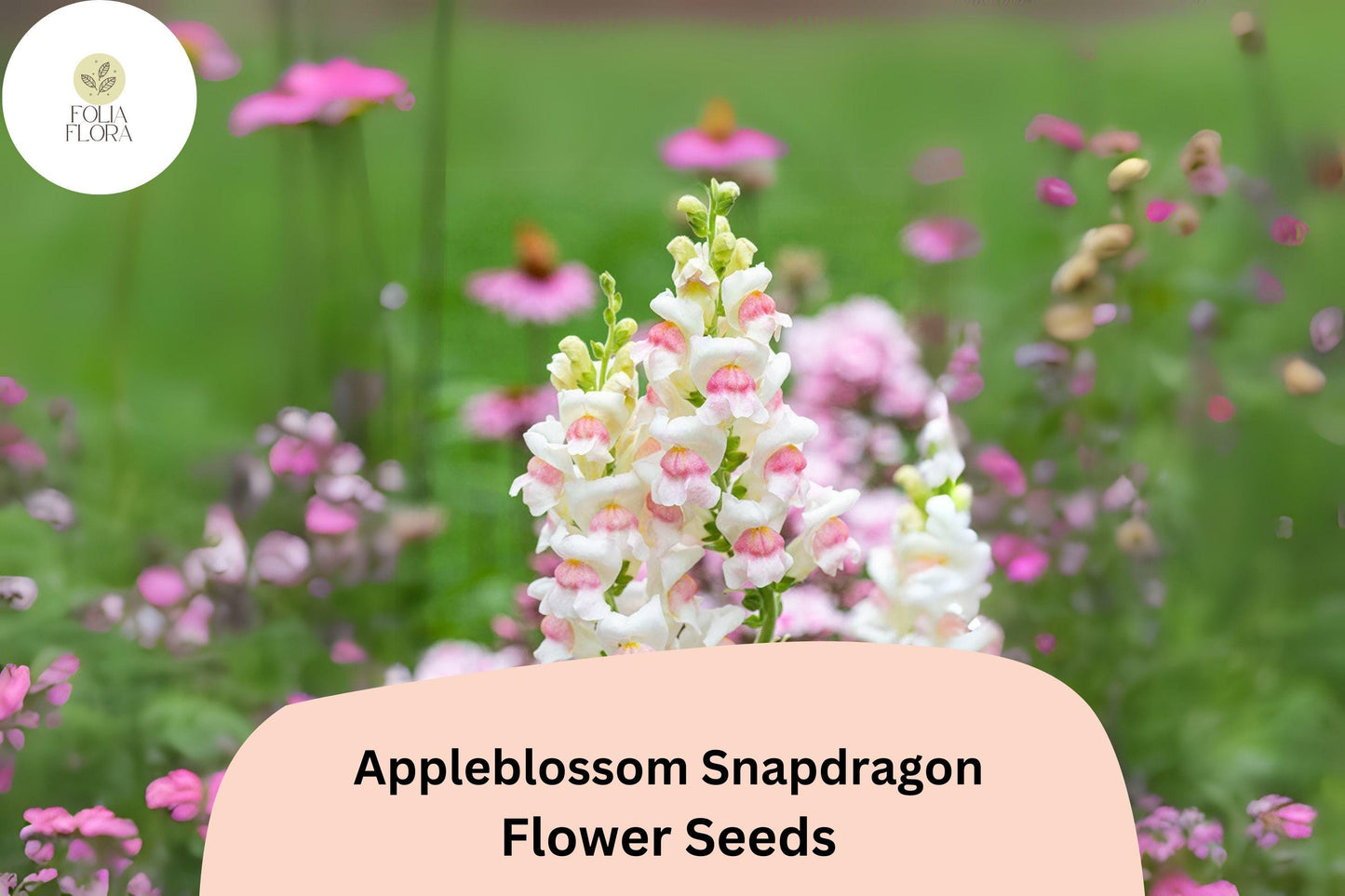 Appleblossom Snapdragon Seeds (Antirrhinum majus) | 1000+ Seeds | Soft Pastel Blooms for Garden & Borders