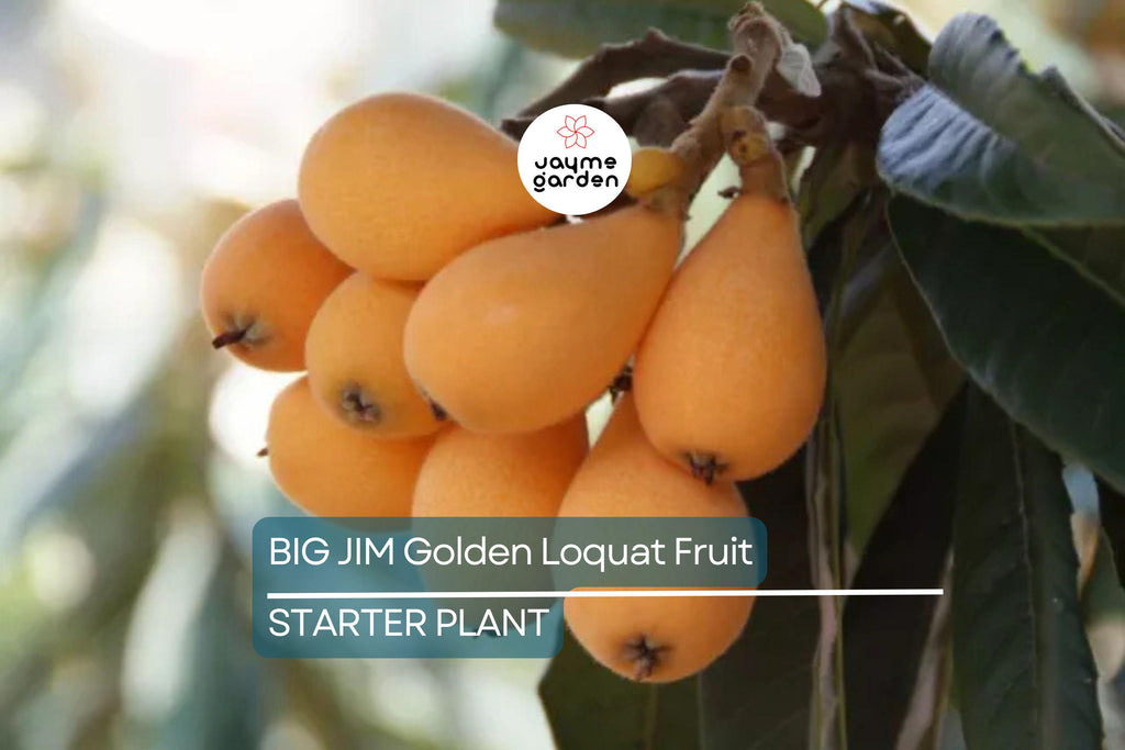 BIG JIM Loquat Fruit Tree Starter Plants - Tropical Japanese Chinese Plum - Big Juicy Fruit, Ready to Grow