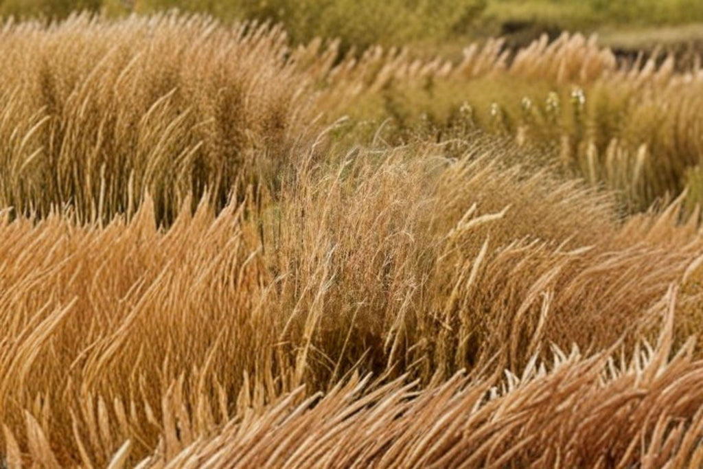 Andropogon virginicus – Broomsedge Grass Seeds | 100 Seeds | Native Ornamental Prairie | Drought Tolerant