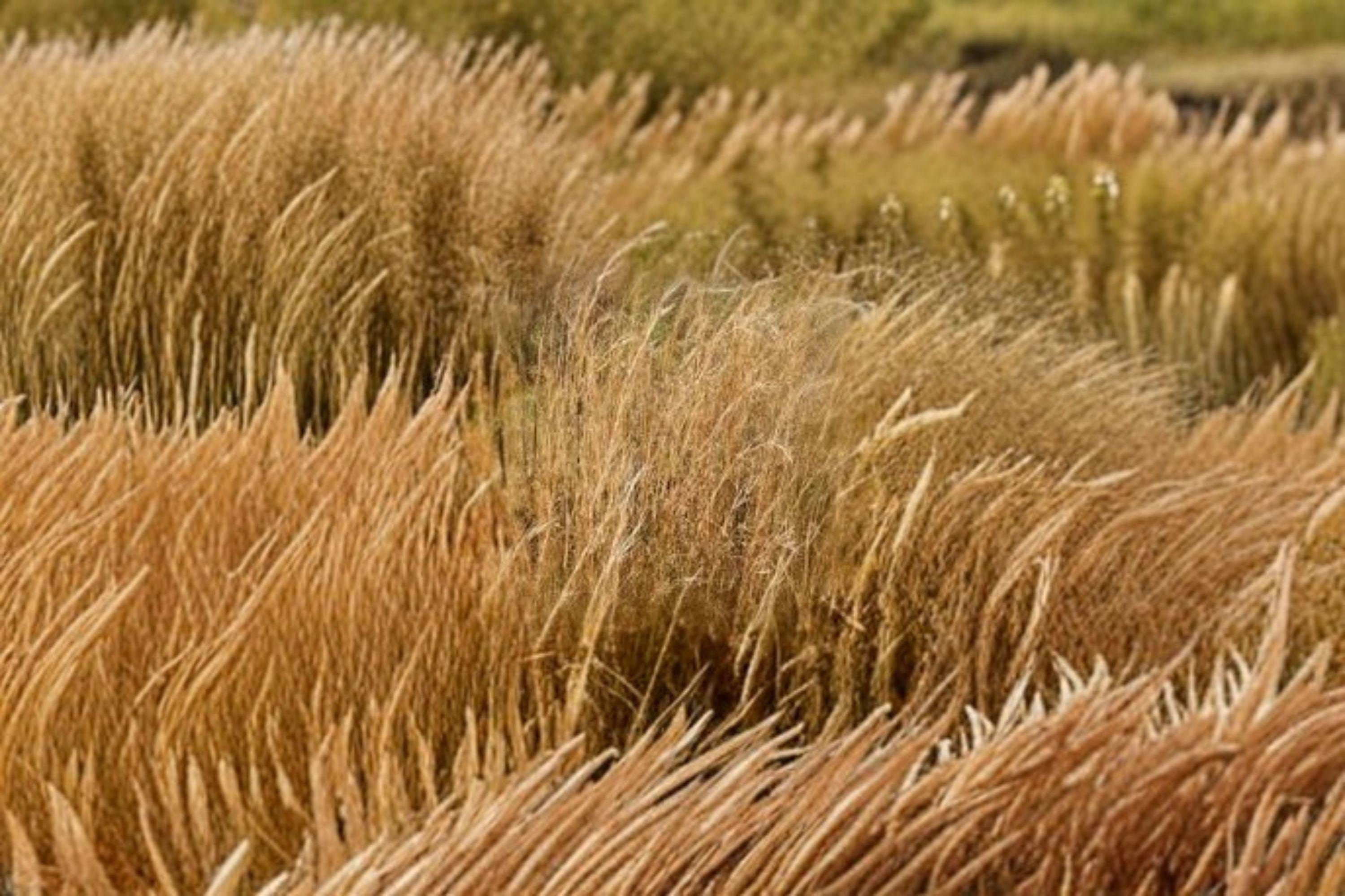 Andropogon virginicus – Broomsedge Grass Seeds | 100 Seeds | Native Ornamental Prairie | Drought Tolerant