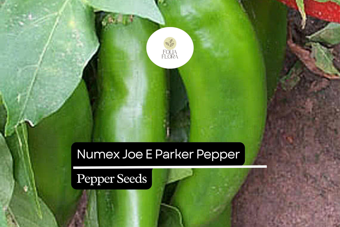 25 NuMex Joe E. Parker Pepper Seeds – Capsicum annuum – Mild Hatch-Style Chile, Non-GMO, Heirloom Pepper, 5,000–6,000 Scoville