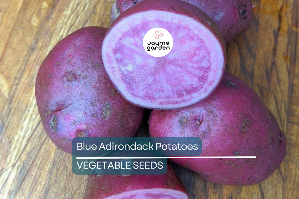 Blue Adirondack Seed Potatoes - USDA Certified, 500g Purple Potatoes for Planting, Nutrient-Rich, Vibrant & Versatile for Home Gardens