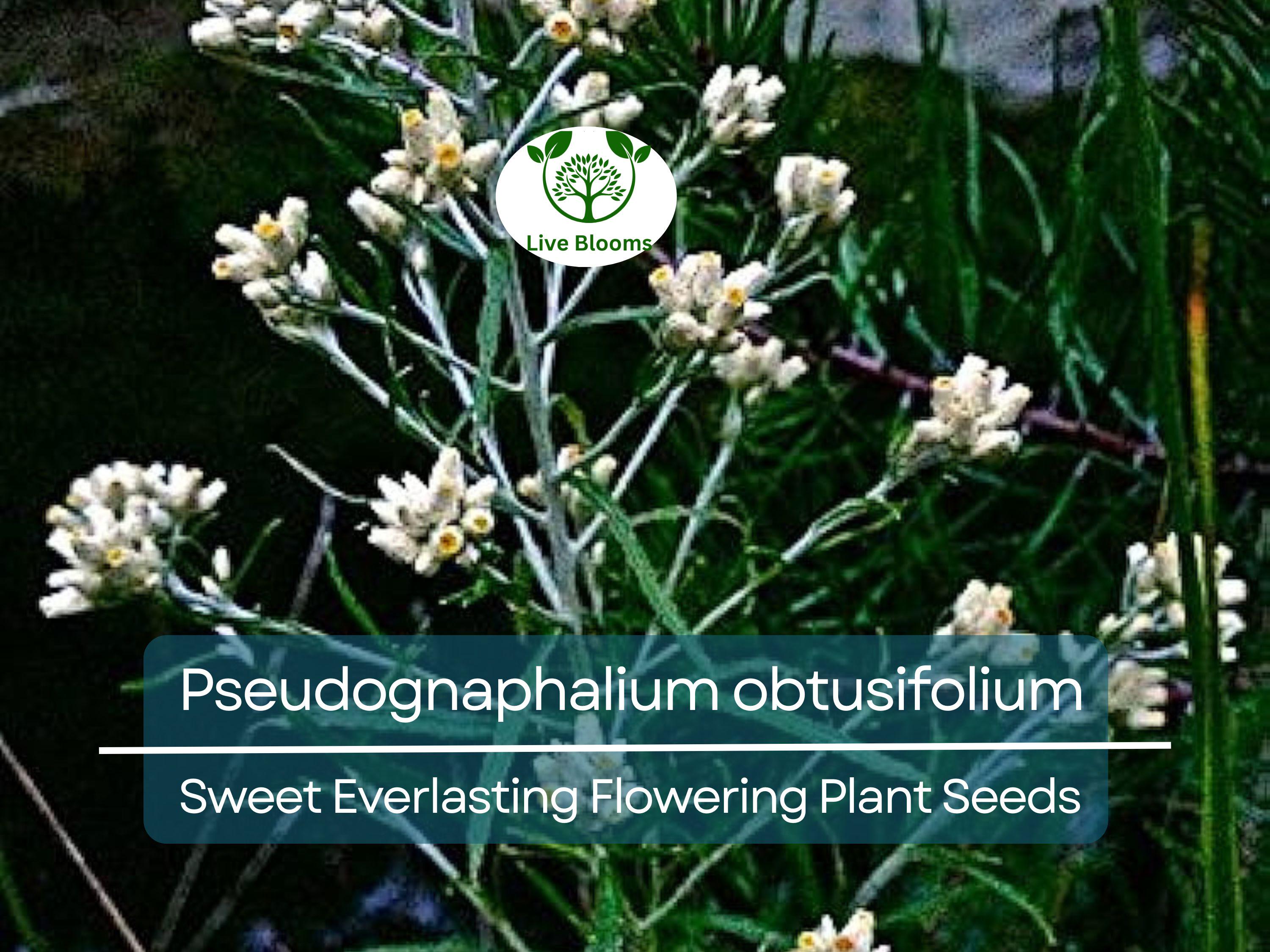 30 mg Seeds Pseudognaphalium obtusifolium – Sweet Everlasting Flowering Plant for Planting | Drought-Tolerant Wildflower Seeds
