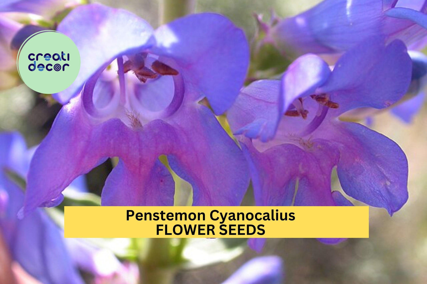 3pcs of 100mg Bluestem Penstemon Seeds – Penstemon cyanocaulis Blue Wildflower for Dry Gardens & Pollinator Habitat Seeds for Planting