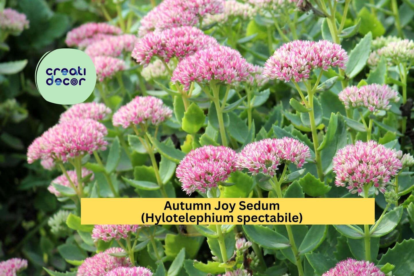 Autumn Joy Sedum | Hylotelephium spectabile | 3 Live Perennial Plants with Pink Blooms