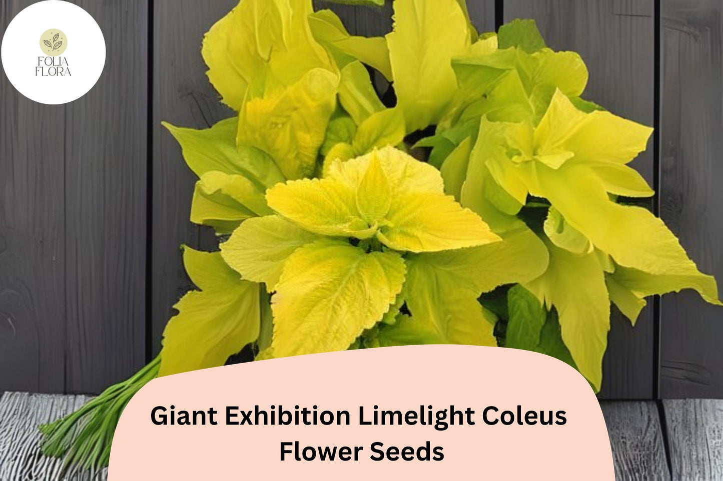 25+ Giant Exhibition Limelight Coleus Seeds | Large Shade Plant | Bright Lime Green Foliage | Garden Bedding Seeds