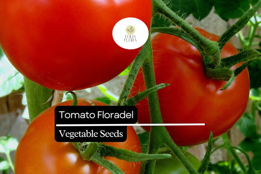 100mg Tomato Floradel Seeds Solanum lycopersicum | Heirloom, Non-GMO Vegetable, Large Round Fruits, Disease Resistant, Garden Staple
