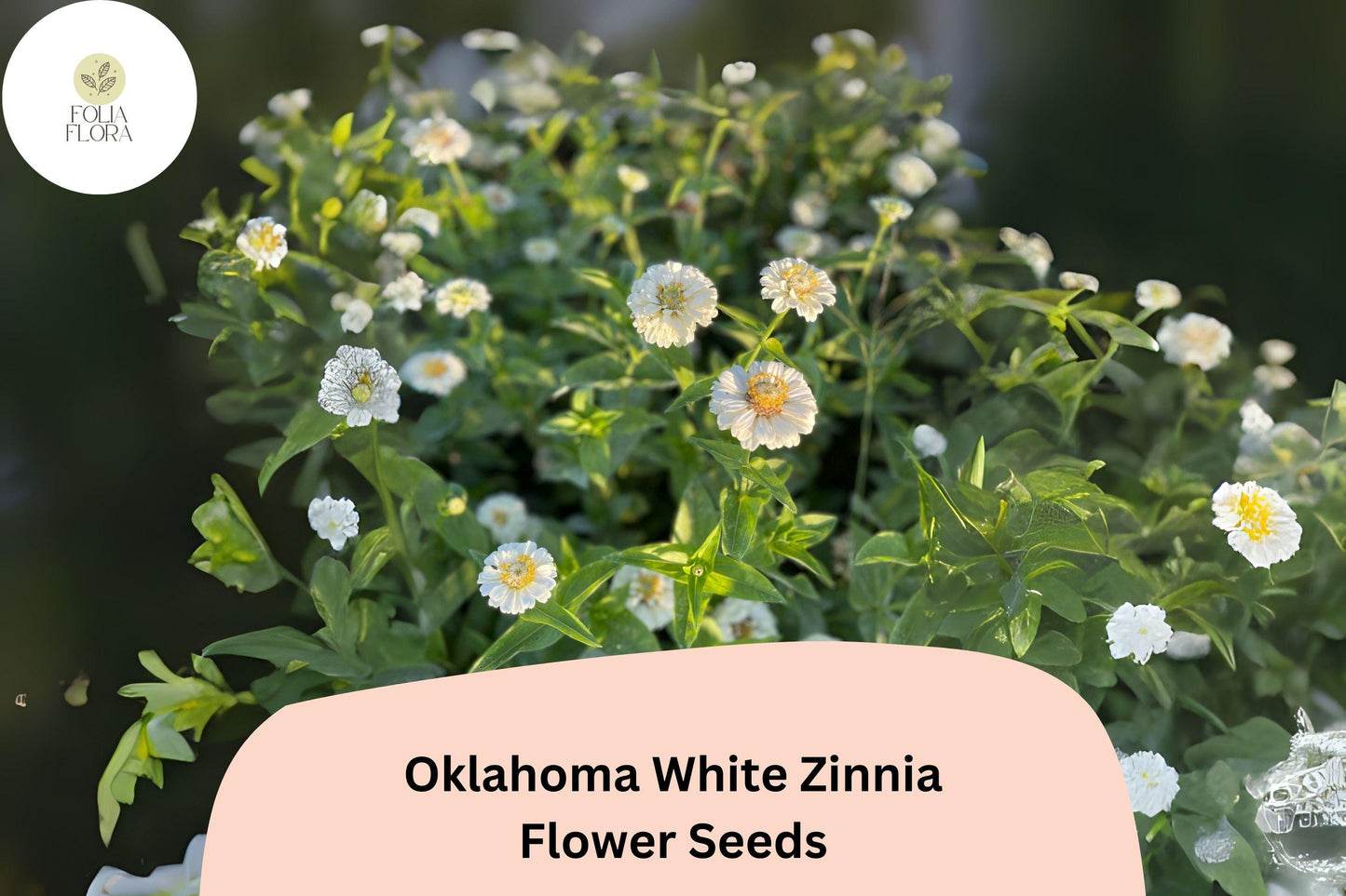 100+ Oklahoma White Zinnia Seeds – Long-Lasting Pure White Blooms, Cut Flower Garden Annuals