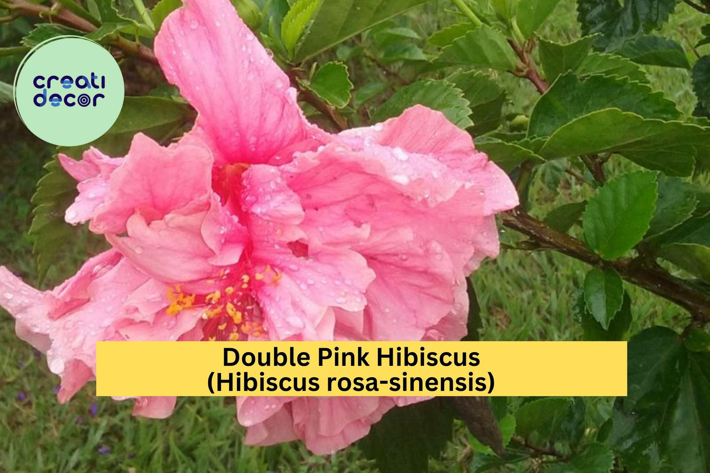 Double Pink Hibiscus Live Plant – Hibiscus rosa-sinensis – Tropical Flowering Shrub with Large Ruffled Blooms in Pot