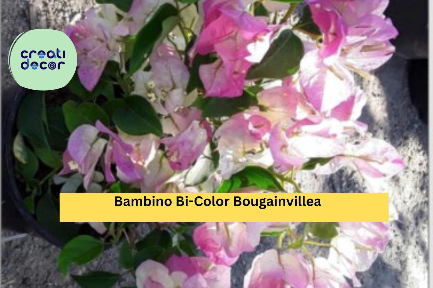 Bambino Bi-Color Bougainvillea – Pink & White – Small Rooted Starter Plug Plant – Tropical Flowering Vine for Garden or Patio Pots