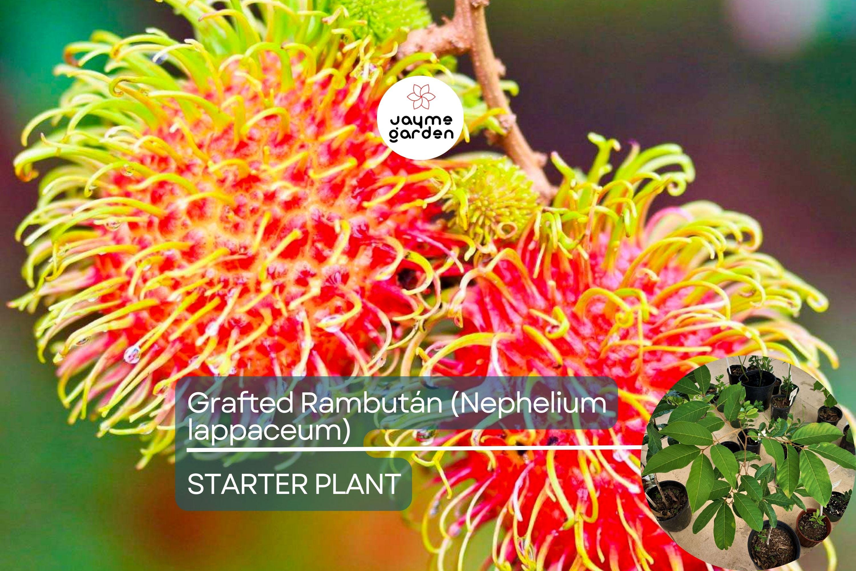 1 Grafted Rambutan Tree (Nephelium lappaceum) 24”-36” – Exotic Fruit-Bearing Tree for Tropical Gardens