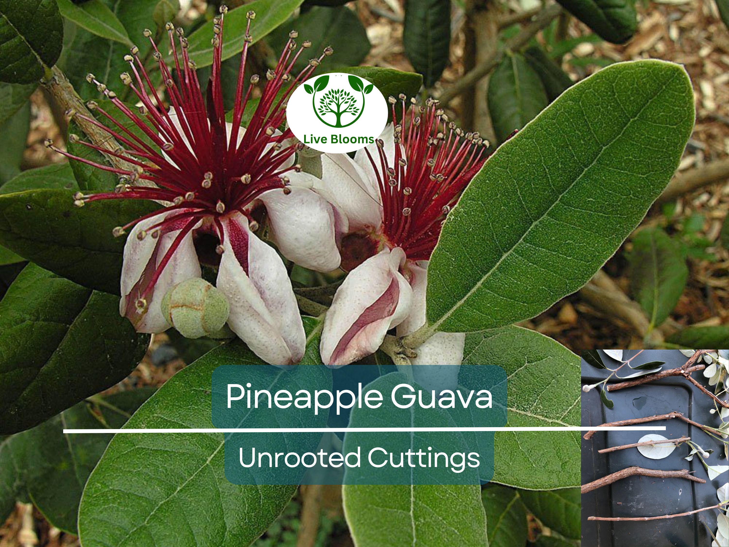 4 Unrooted Cuttings 6-8" Pineapple Guava Tree (Feijoa sellowiana) for Propagation – Tropical Fruit Tree