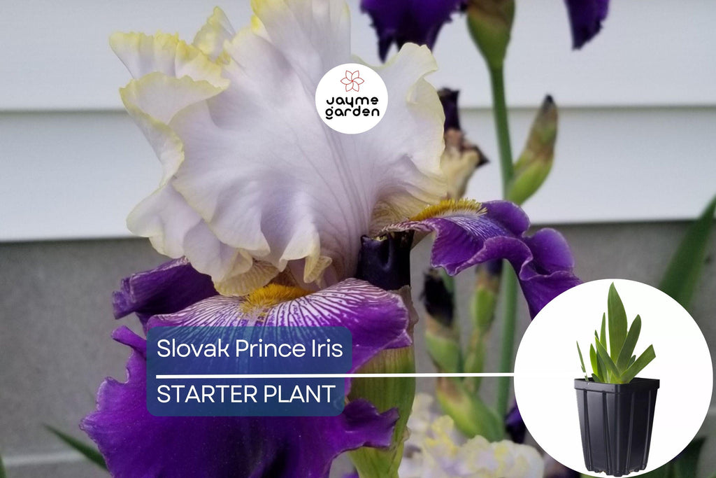Slovak Prince Iris – 36" Tall | Fragrant Purple, White & Gold Flowers | Quart Pot | Perennial, Deer-Resistant | Zones 3-10