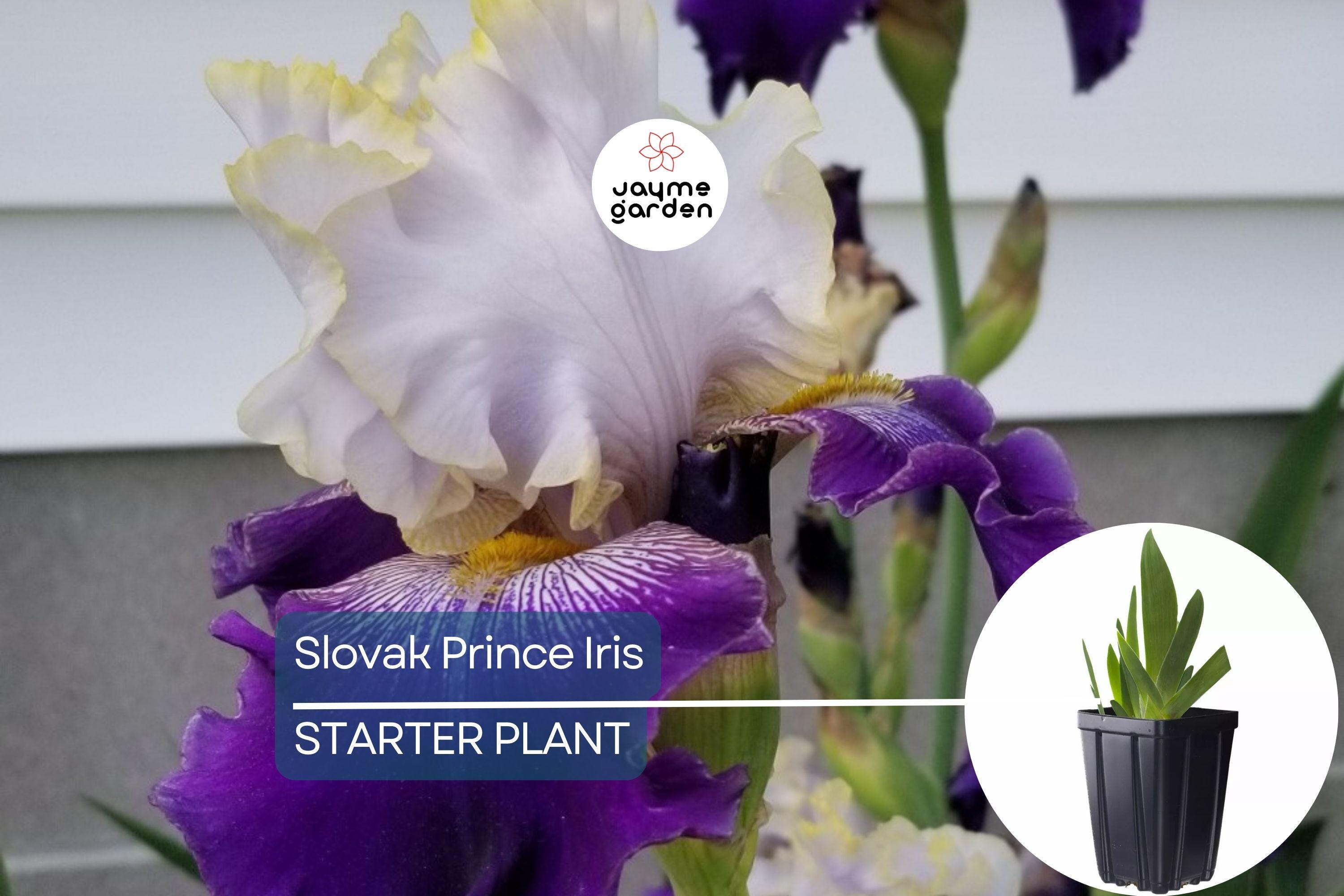 Slovak Prince Iris – 36" Tall | Fragrant Purple, White & Gold Flowers | Quart Pot | Perennial, Deer-Resistant | Zones 3-10