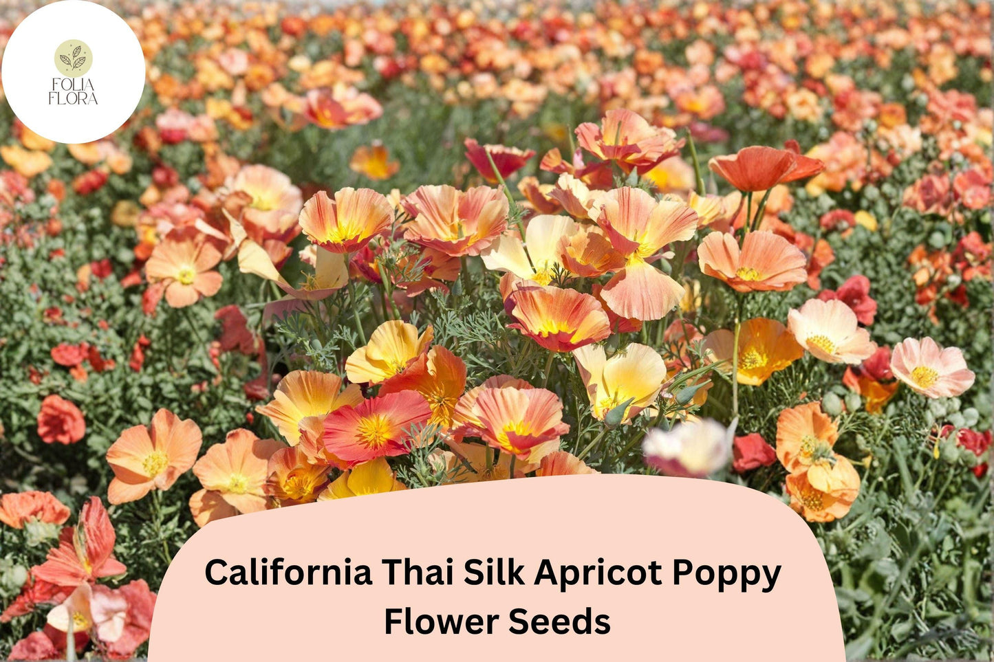200+ California Thai Silk Apricot Poppy Seeds for Garden Planting - Vibrant Wildflower Mix